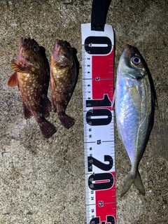 アジの釣果