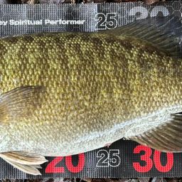 スモールマウスバス