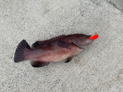 コブダイの釣果