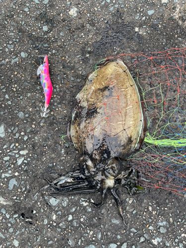 コウイカの釣果