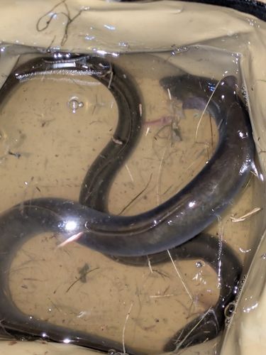 ウナギの釣果