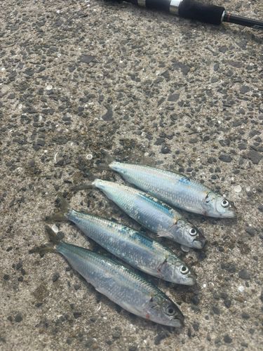 カタボシイワシの釣果