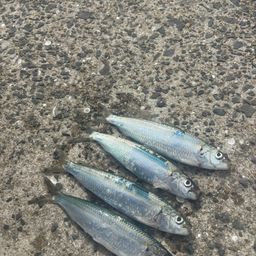 カタボシイワシ