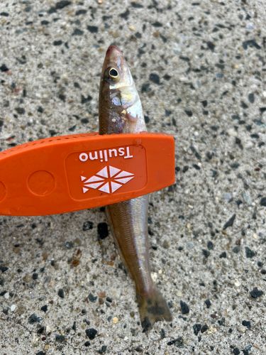 シロギスの釣果