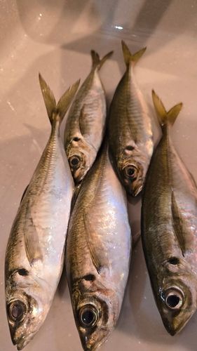アジの釣果