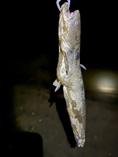 マナマズの釣果