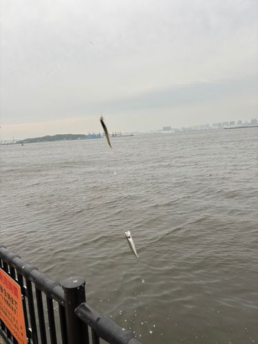 カタクチイワシの釣果