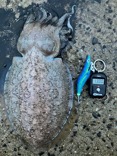 コウイカの釣果