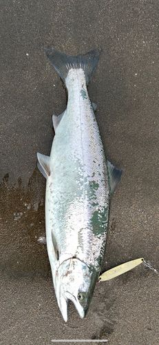 サクラマスの釣果