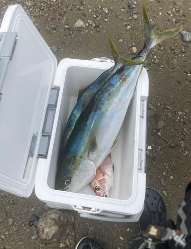 ブリの釣果