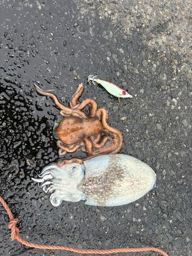 シリヤケイカの釣果