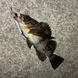 メバル