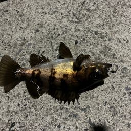 メバル