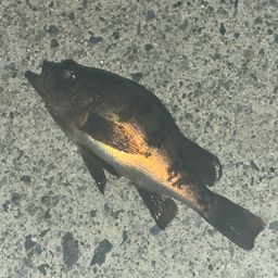 メバル