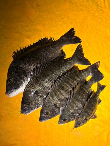 クロダイの釣果