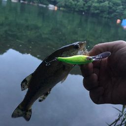 ブラックバス