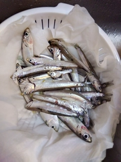 カタクチイワシの釣果