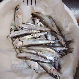 カタクチイワシ