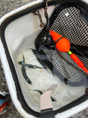 サバの釣果