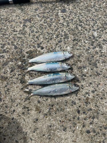 カタボシイワシの釣果
