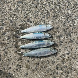 カタボシイワシ