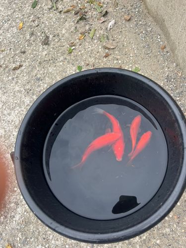 キンギョの釣果