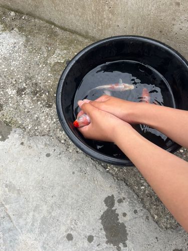 コイの釣果