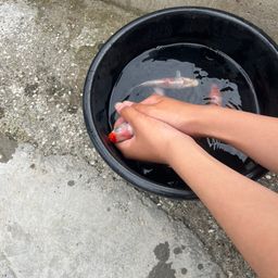コイ