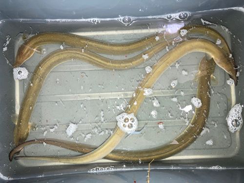 ウナギの釣果
