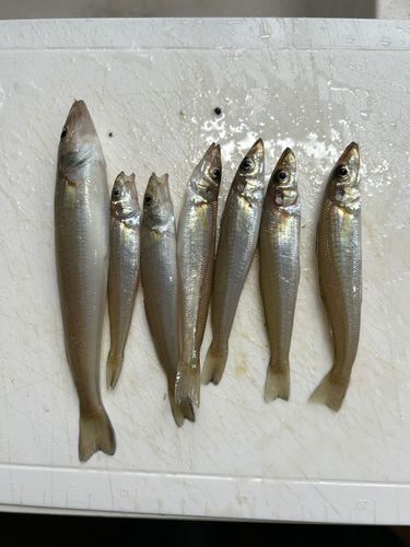 キスの釣果