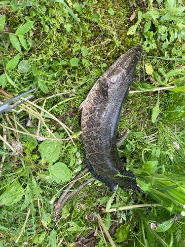 ライギョの釣果