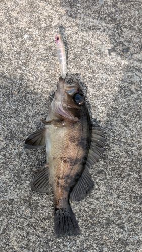 シロメバルの釣果