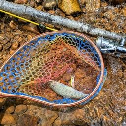 レインボートラウト