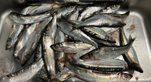 ニシンの釣果