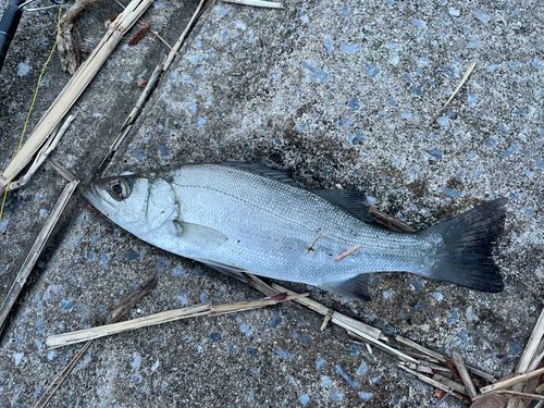 セイゴ（マルスズキ）の釣果