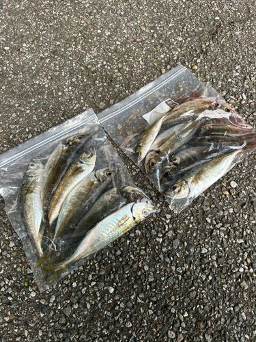 アジの釣果