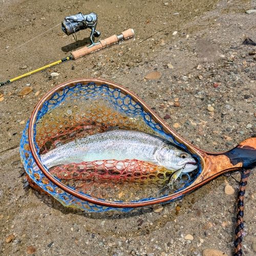 レインボートラウトの釣果