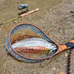 レインボートラウト