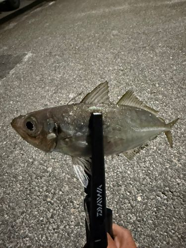 アジ