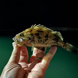 クロソイ