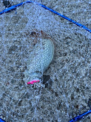 シリヤケイカの釣果