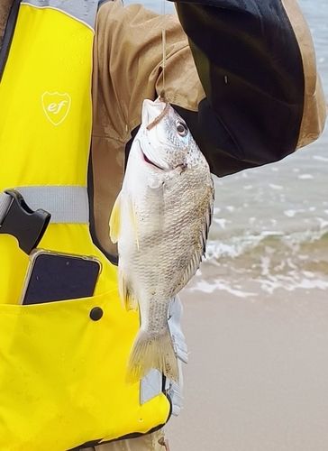 キビレの釣果