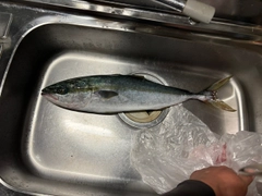 フクラギの釣果