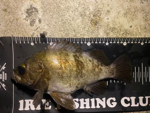 シロメバルの釣果