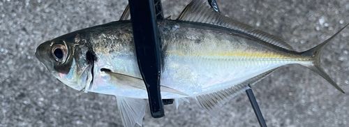 マアジの釣果
