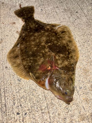 マコガレイの釣果