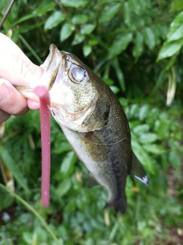 ラージマウスバスの釣果