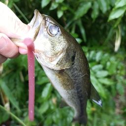 ラージマウスバス