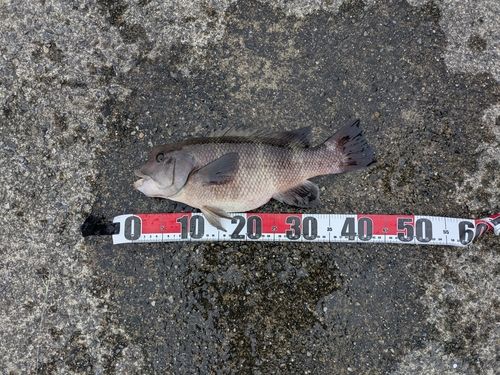 コブダイの釣果