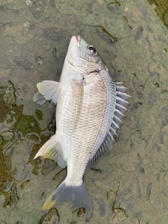 キビレの釣果